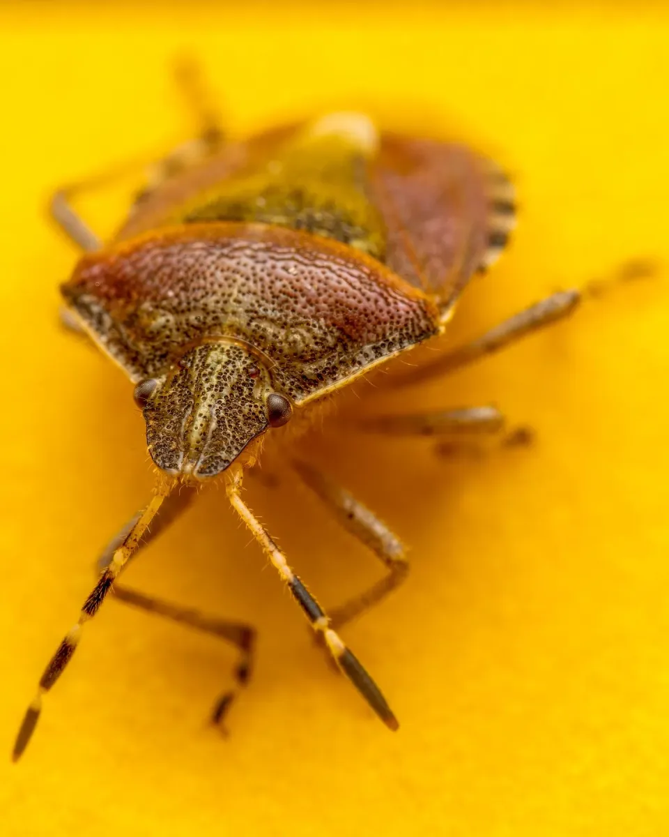 Stink Bug — Pest Control
